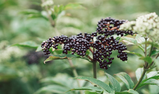 Black Elderberry