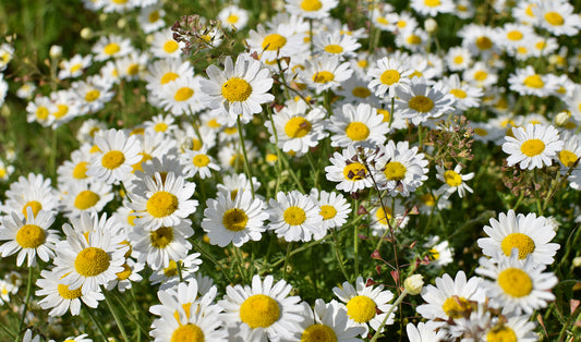 Feverfew