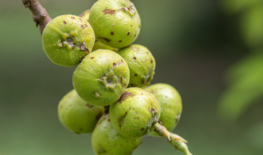 Garcinia Cambogia