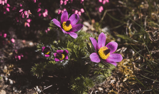 Pulsatilla